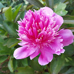 Photo n°8 de l'avis de Manuela.r fait le 29/05/2021 à 15:33 sur le  Garden Restaurant Colour Café à Vitorchiano