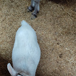 Photo n°4 de l'avis de Maurizio.o fait le 14/11/2021 à 13:26 sur le  Le scuderie della tenuta à Caiazzo