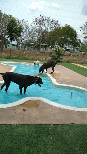 Guardería para perros Mérida