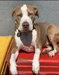 Happy Hound Play & Daycare, Inc. - Photo 8 - Car repair in Oakland, CA, San Francisco