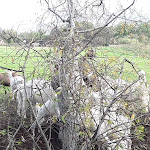 Photo n°2 de l'avis de Bettina.- fait le 23/10/2019 à 06:40 sur le  Ziegenhof Zollbrücke à Oderaue