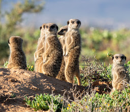 Meerkat Adventures Meeting Point photo