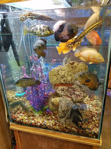 Pet Store «Critter Pet Shop», reviews and photos, 19309 Ecorse Rd, Allen Park, MI 48101, USA