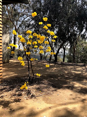 TreePeople - photo 52