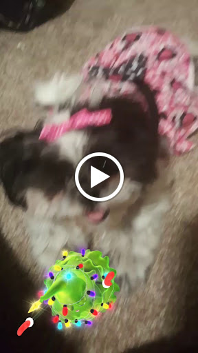 Pet Store «Just Puppies Inc», reviews and photos, 1028 York Rd, Towson, MD 21204, USA