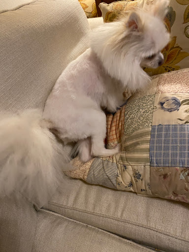 Pet Supply Store «PetSmart», reviews and photos, 1462 Jeffreys Rd, Rocky Mount, NC 27804, USA