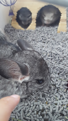 Pet Store «V.I. Pets», reviews and photos, 11975 E Lakewood Blvd, Holland, MI 49424, USA