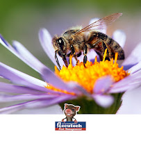 Accutech Pest Management - Photo 1 - Car repair in Pasadena, MD, Baltimore