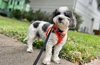 Julia's Pet Services - Car repair in Houston, TX, Houston - Rated 4.8/5