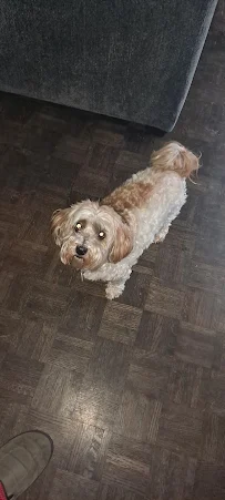 PetSmart Grooming - Car repair in Oklahoma City, OK, Oklahoma City - Rated 4.1/5