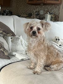 Preppy Pups - Photo 6 - Car repair in West Allis, WI, Milwaukee