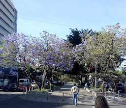 Corredor Cultural Chapultepec, Guadalajara, Jalisco. photo