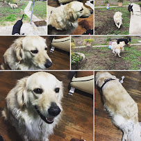 Pets & Me - Photo 6 - Car repair in , Torrance