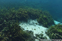 Richard Marous Photography - Photo 7 - Car repair in , Gainesville