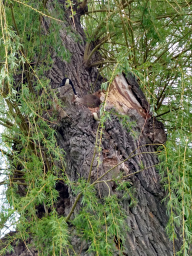 Public Golf Course «Glenhurst Golf Course», reviews and photos, 25345 W 6 Mile Rd, Redford Charter Twp, MI 48240, USA