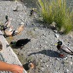 Photo n°11 de l'avis de C... fait le 26/09/2022 à 13:37 sur le  Lago La Moretta à Marcellina