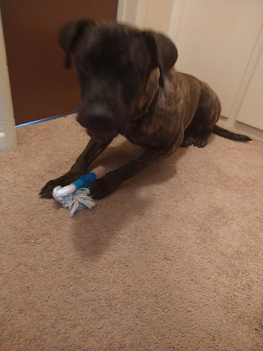 Pet Supply Store «Petco Animal Supplies», reviews and photos, 6761 Westminster Ave, Westminster, CA 92683, USA