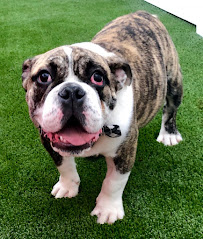 Camp Bow Wow - Photo 5 - Car repair in Liberty, MO, Independence