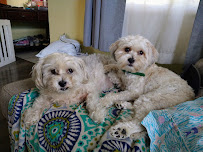 Redondo Dog Walker and Petsitting Petsitter - Photo 9 - Car repair in , Long Beach