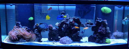 Aquarium «Atlantic Blue Aquariums», reviews and photos, 801 Northlake Blvd, North Palm Beach, FL 33408, USA