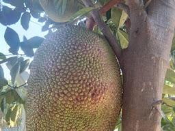 Topp Garden(Lopburi)