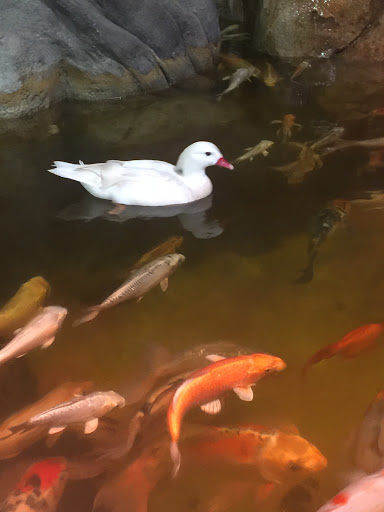 Aquarium «SeaQuest Interactive Aquarium Las Vegas», reviews and photos, 3528 S Maryland Pkwy #340, Las Vegas, NV 89169, USA