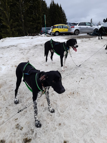 Nordic Sled Dogs - Chien de Traineau Samoëns