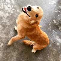 Preppy Pet St Petersburg - Photo 6 - Car repair in St. Petersburg, FL, St. Petersburg