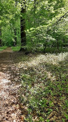 Bois de Saint-Quentin à Fouquenies