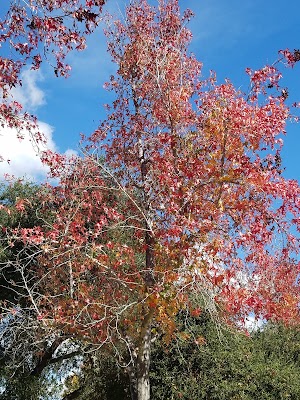 Lynn Oaks Park - photo 24