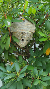 86 Pest & Wildlife Removal - Photo 9 - Car repair in , Philadelphia