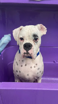 The Spotted Dog - Photo 2 - Car repair in Oakland, NJ, Paterson