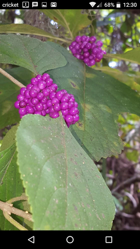 County Government Office «Brevard County Enchanted Forest Sanctuary», reviews and photos, 444 Columbia Blvd, Titusville, FL 32780, USA