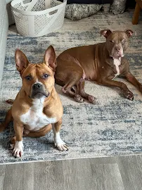 We train dogs llc - Car repair in Chesapeake, VA, Virginia Beach - Rated 5.0/5