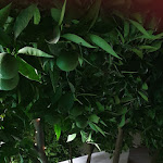 Photo n°2 de l'avis de Graziano.o fait le 20/08/2023 à 10:05 sur le  Hotel Soleo à Quartu Sant'Elena