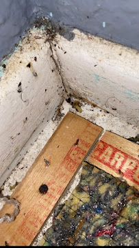 Bed Bug Seekers San Diego - Photo 4 - Car repair in , Escondido