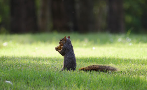 Park «Bear Creek Park», reviews and photos, 400 Bear Creek Park Rd, Keller, TX 76248, USA