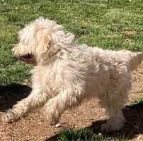 Wags In-Home Country Dog Boarding - Photo 2 - Car repair in Middleton, ID, Nampa