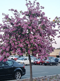 Palomar College - Escondido Campus - Photo 4 - Car repair in Escondido, CA, Escondido