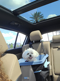 Peace, Love and Petsitting LLC - Photo 1 - Car repair in , Trenton