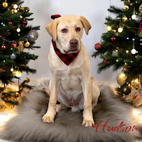 Shampooch Grooming Salon - Photo 3 - Car repair in Dickson City, PA, Scranton