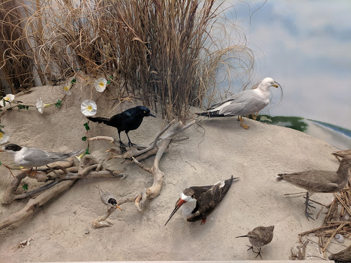 Planetarium «Fernbank Science Center», reviews and photos, 156 Heaton Park Dr, Atlanta, GA 30307, USA