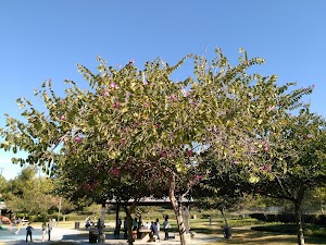 Arlington Heights Sports Park - photo 6
