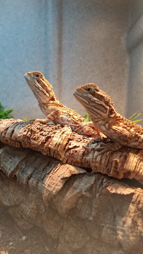 Pet Store «Wildside Pets», reviews and photos, 1042 N Higley Rd #105, Mesa, AZ 85205, USA