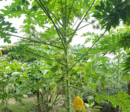 Pendopo Razza Prima Trafo photo
