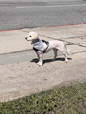 Cindy's Dog Grooming