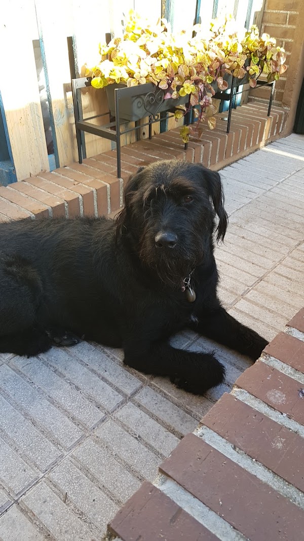 Centro Veterinario Servivet