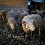 Photo n°6 de l'avis de jacopo.i fait le 19/02/2024 à 08:21 sur le  Agriturismo Caniloro à Lanciano