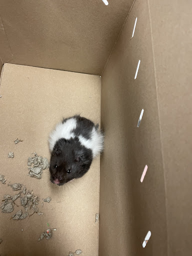 Pet Supply Store «Petco Animal Supplies», reviews and photos, 85 State St, Orem, UT 84058, USA