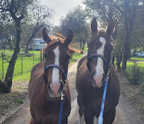 Bayside Veterinary Hospital - Photo 9 - Car repair in Vallejo, CA, Vallejo